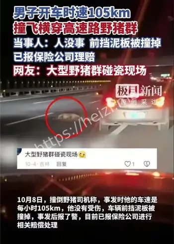 珲乌高速野猪撞车